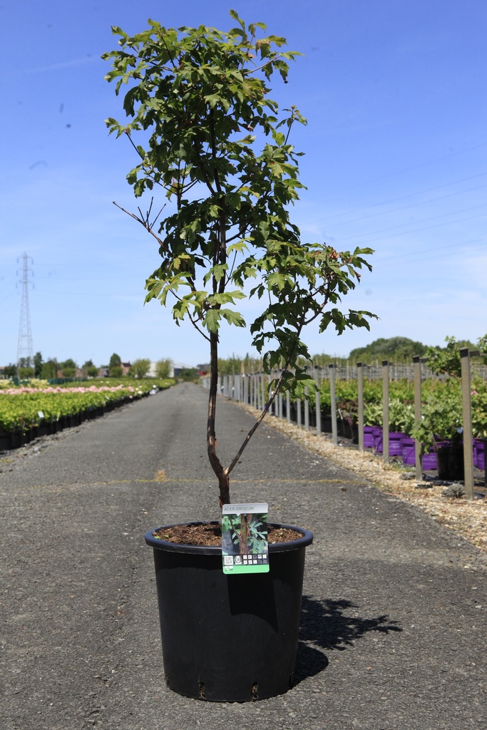 Acer griseum cont. 12L 100-125 cm +B