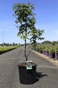 Acer griseum cont. 12L 100-125 cm +B