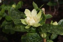 Calycanthus 'Venus' cont. 25L 100-125 cm +ф