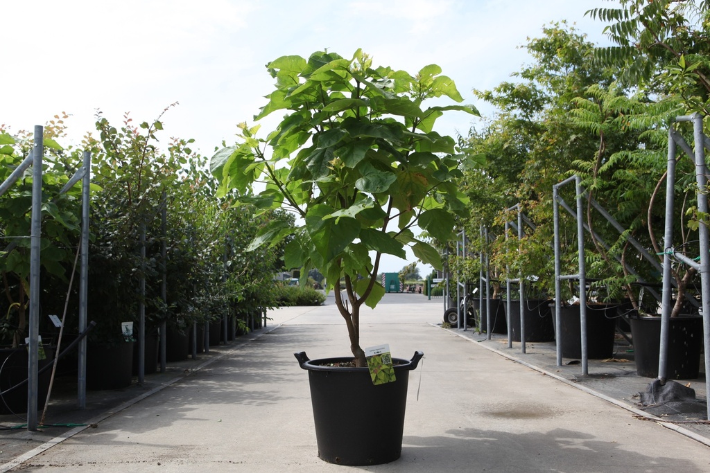 Catalpa bignonioides 'Aurea' cont. 35L 125/+ cm +p