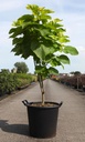 Catalpa bignonioides 'Aurea' cont. 35L 125/+ cm +B