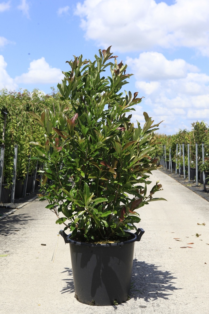 [P] Viburnum odoratissimum COPPERTOP (PBR) cont. 35L 125/+ cm +f