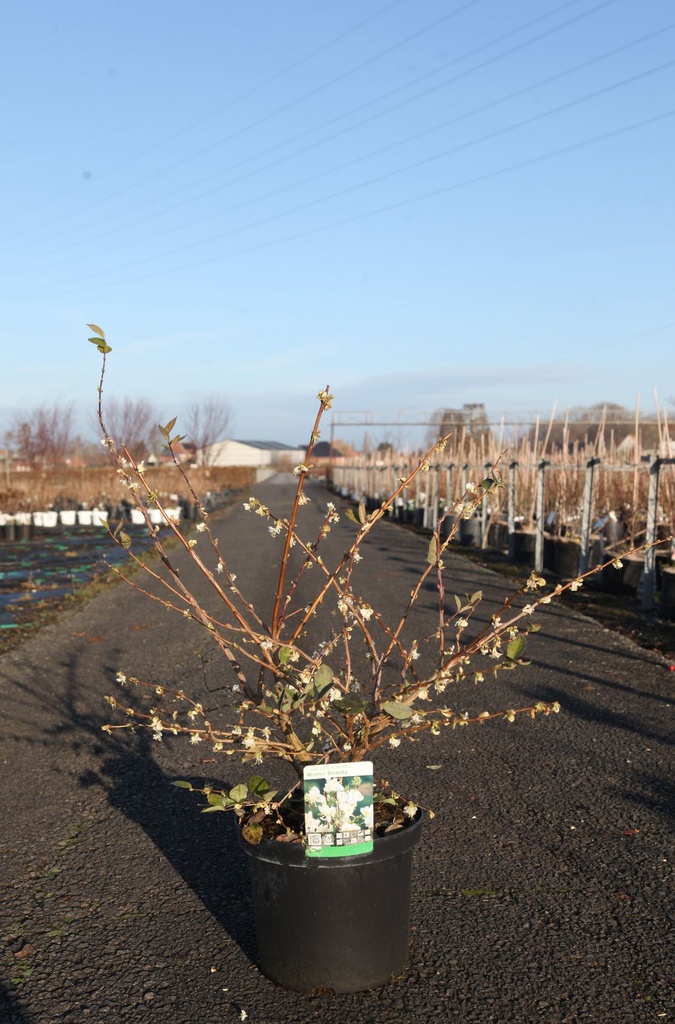 Lonicera purpusii 'Winter Beauty' cont. 10L 80-100 cm +ф
