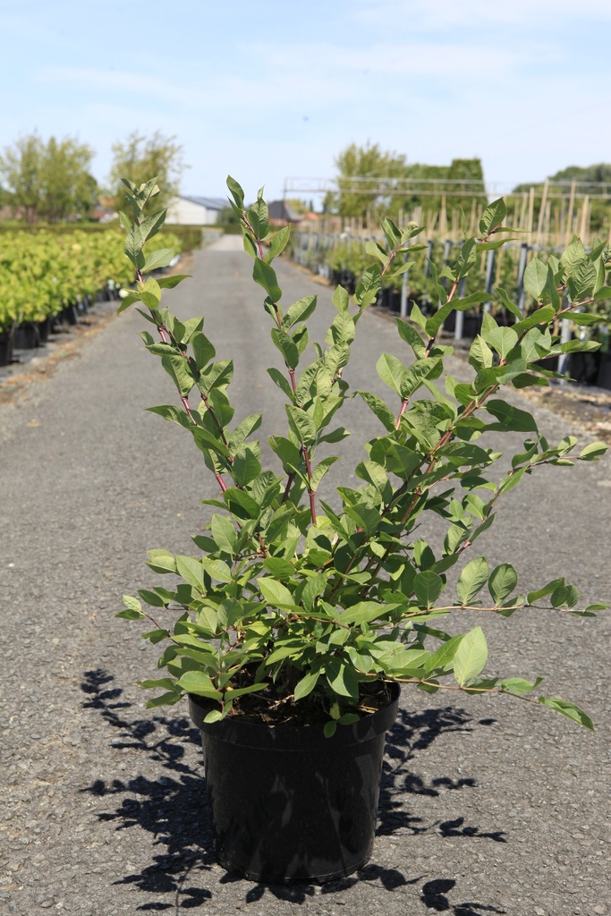 [P] Lonicera purpusii 'Winter Beauty' cont. 10L 80-100 cm +f