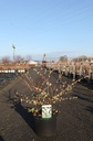 Lonicera purpusii 'Winter Beauty' cont. 10L 80-100 cm +ф