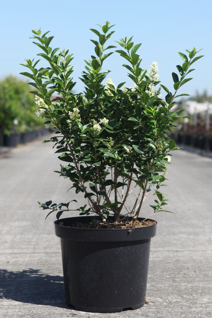 [P] Ligustrum ovalifolium GREEN DIAMOND (PBR) cont. 10L 80-100 cm +ф