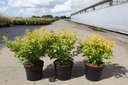 Physocarpus opulifolius 'Minion' cont. 3,6L 50-60 cm +ф