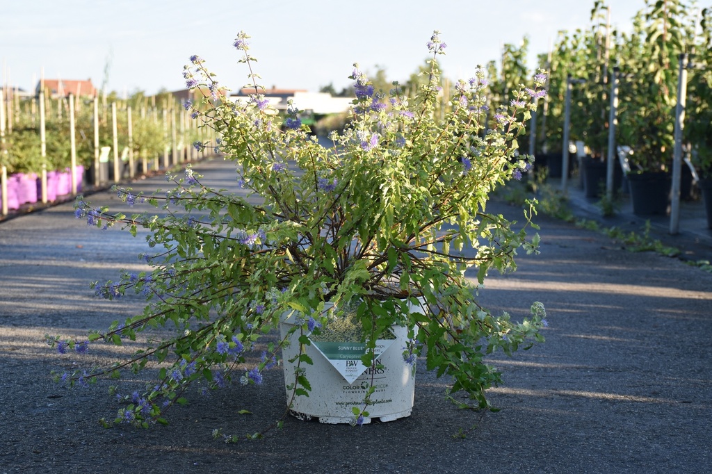 [P] Caryopteris incana Proven Winners® SUNNY BLUE cont. 10L deco 40-50 cm +f