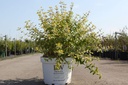 Caryopteris incana Proven Winners® SUNNY BLUE cont. 10L deco 40-50 cm +p