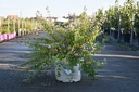 Caryopteris incana Proven Winners® SUNNY BLUE poj. 10L deco 40-50 cm +f
