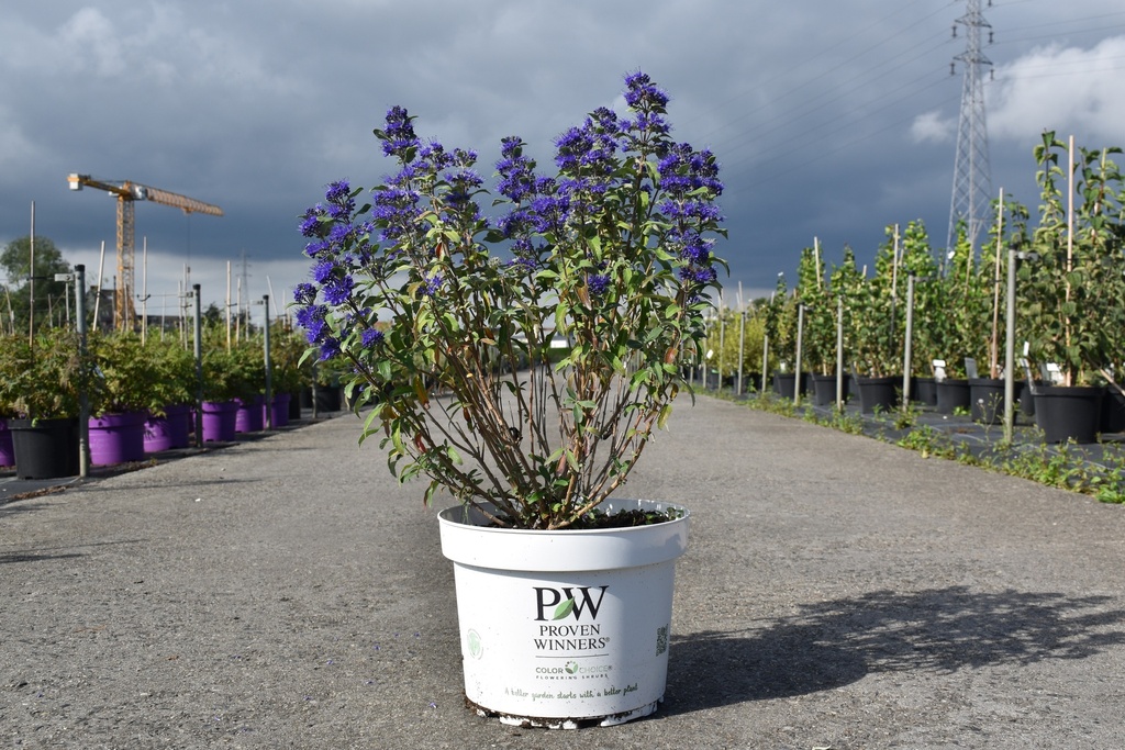 [P] Caryopteris clandonensis Proven Winners® BEYOND MIDNIGHT Kont. 10L Deko 40-50 cm +B