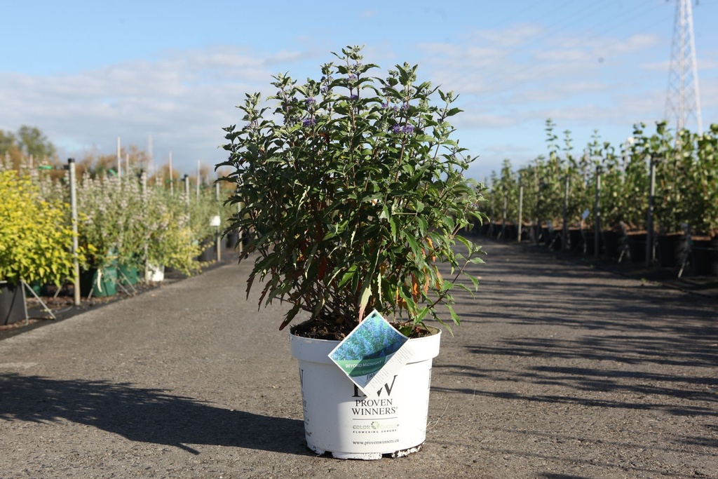 [P] Caryopteris clandonensis Proven Winners® BEYOND MIDNIGHT cont. 10L deco 40-50 cm +B