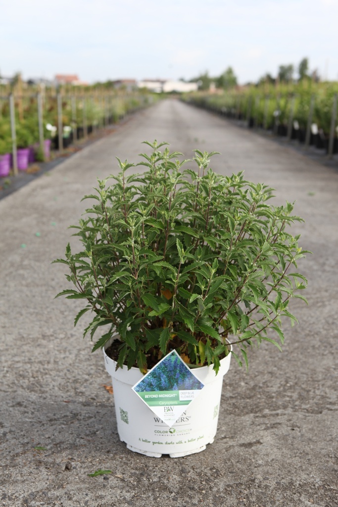 Caryopteris clandonensis Proven Winners® BEYOND MIDNIGHT cont. 10L deco 40-50 cm +p