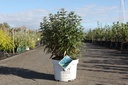 Caryopteris clandonensis Proven Winners® BEYOND MIDNIGHT cont. 10L deco 40-50 cm +ф