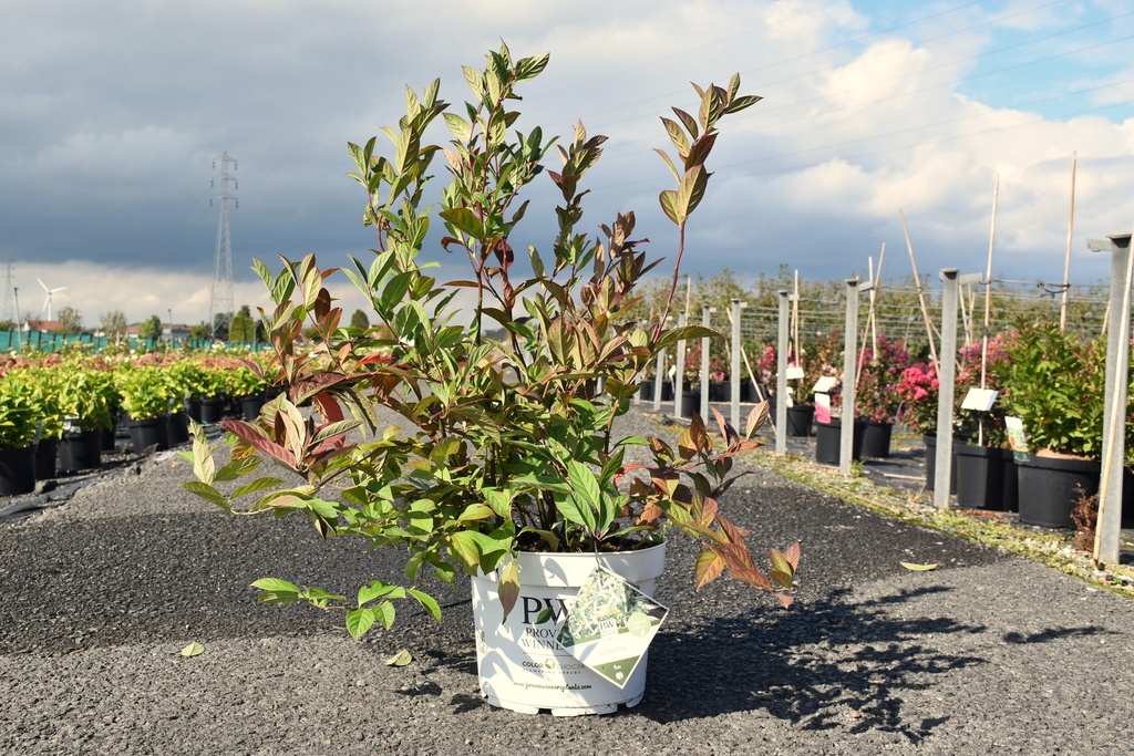 [P] Itea virginica Proven Winners® SCENTLOVE (PBR) Kont. 10L Deko 40-50 cm +B
