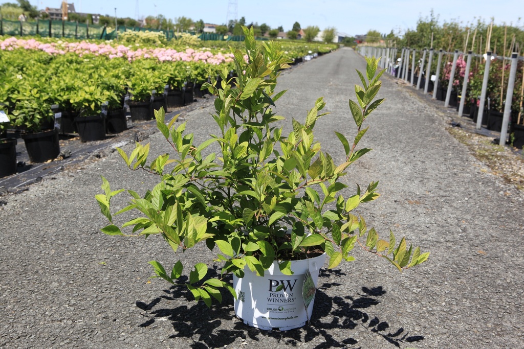 [P] Itea virginica Proven Winners® SCENTLOVE (PBR) cont. 10L deco 40-50 cm +p