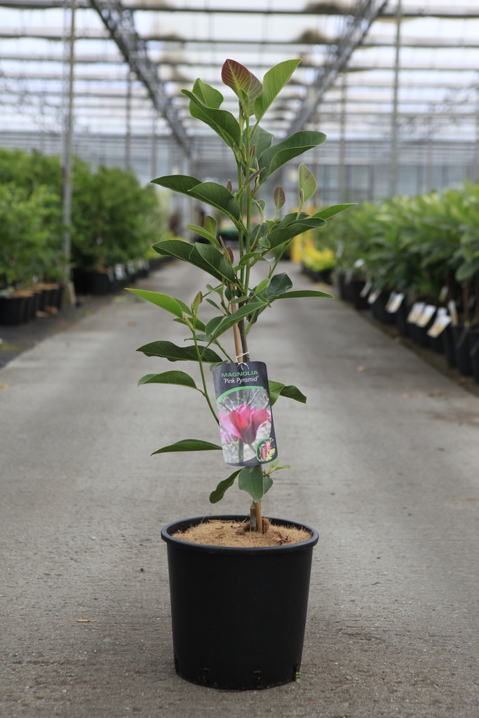 Magnolia PINK PYRAMID (PBR) cont. 12L 80-100 cm