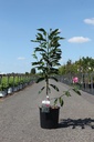 Magnolia PINK PYRAMID (PBR) cont. 12L 80-100 cm
