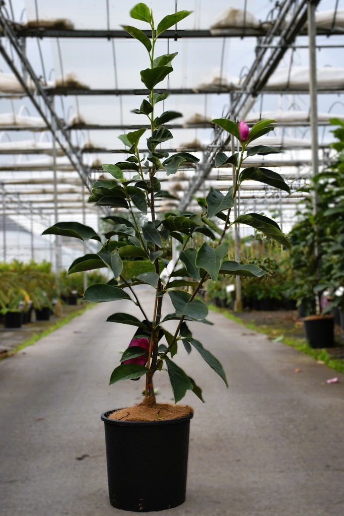 [P] Magnolia 'Cleopatra' (PBR) cont. 12L 80-100 cm