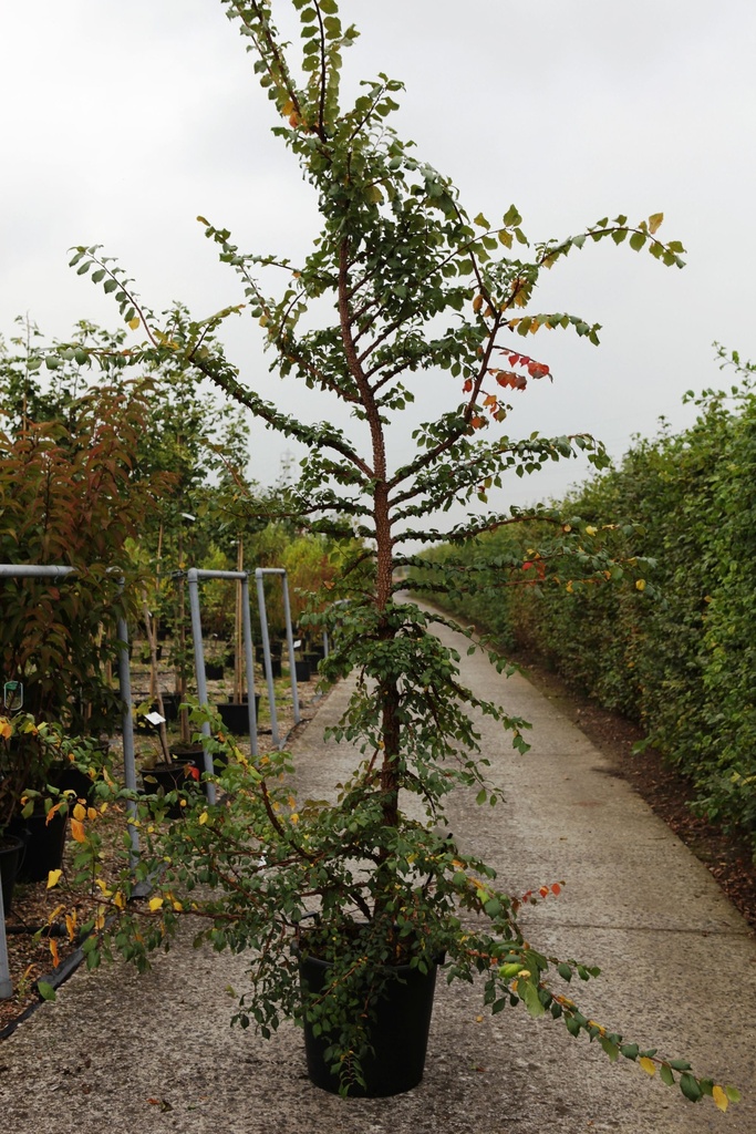 [P] Ulmus minor suberosa cont. 12L 100/+ cm +ф