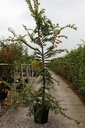 Ulmus minor suberosa cont. 12L 100/+ cm +ф