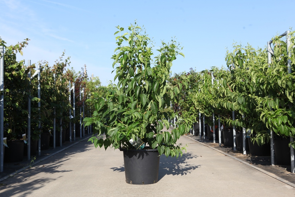 [P] Heptacodium miconioides cont. 30L 150/+ cm +ф