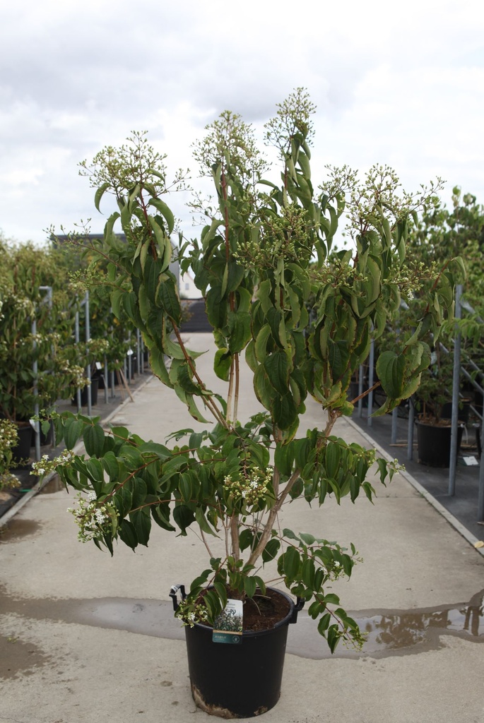 Heptacodium miconioides cont. 30L 150/+ cm +ф