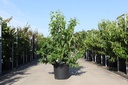 Heptacodium miconioides cont. 30L 150/+ cm +f