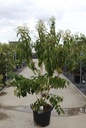 Heptacodium miconioides cont. 30L 150/+ cm +p
