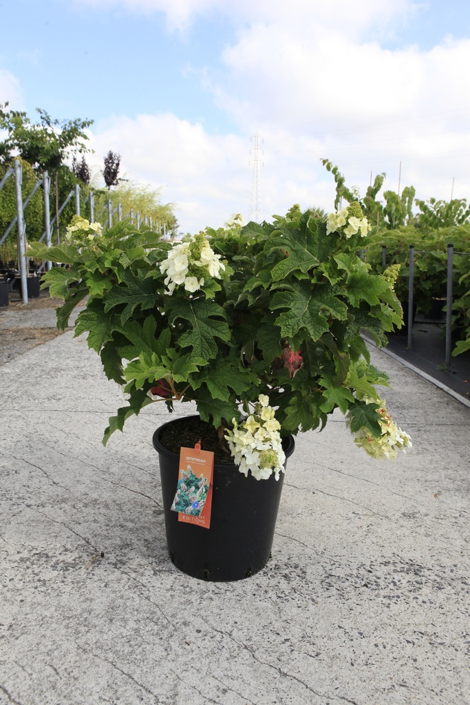 [P] Hydrangea quercifolia First Editions® 'Jetstream®' cont. 25L 80/+ cm +f