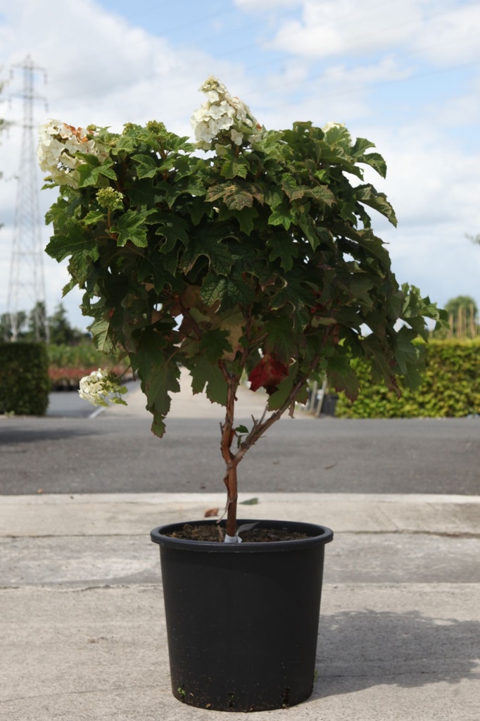[P] Hydrangea quercifolia First Editions® 'Jetstream®' cont. 25L 80/+ cm +p
