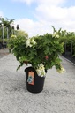Hydrangea quercifolia First Editions® 'Jetstream®' Kont. 25L 80/+ cm +B