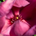 Magnolia 'Genie' (PBR) cont. 3,6L 50-60 cm +ф