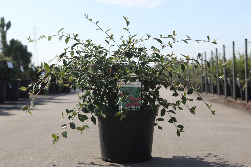 [P] Cotoneaster lacteus cont. 10L 80-100 cm +ф