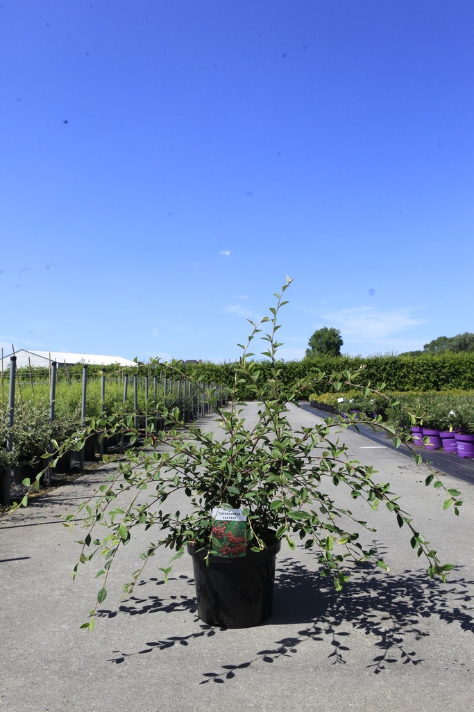 [P] Cotoneaster lacteus cont. 10L 80-100 cm +ф