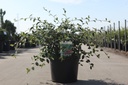 Cotoneaster lacteus cont. 10L 80-100 cm +ф