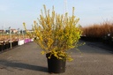 Physocarpus opulifolius 'Minion' cont. 10L 60-80 cm +B