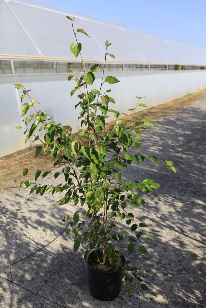 Betula utilis 'Doorenbos' cont. 12L 125-150 cm Multistamm
