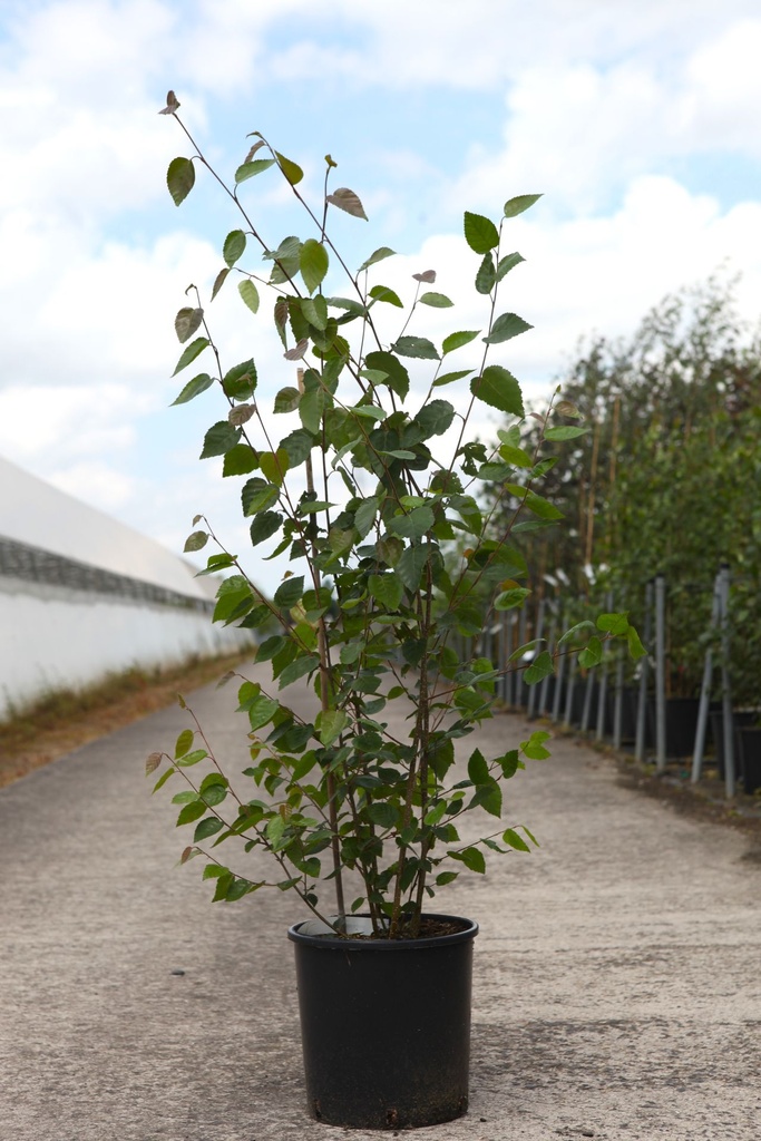 [P] Betula utilis 'Doorenbos' cont. 12L 125-150 cm multi-stem