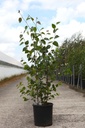 Betula utilis 'Doorenbos' cont. 12L 125-150 cm multi-troncs