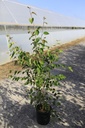 Betula utilis 'Doorenbos' cont. 12L 125-150 cm multi-troncs