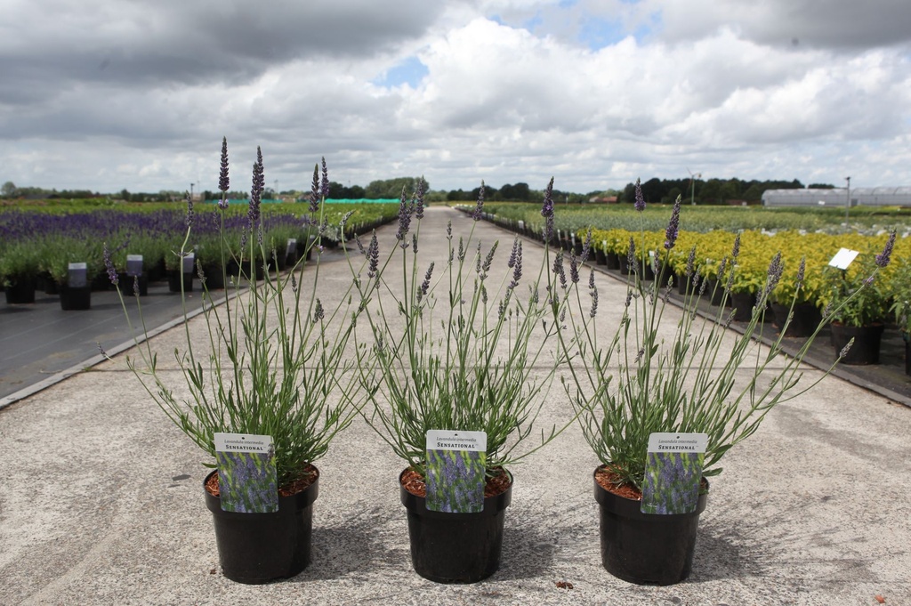 [P] Lavandula intermedia SENSATIONAL (PBR) cont. 3,6L (blue) +p