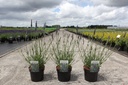 Lavandula intermedia SENSATIONAL (PBR) cont. 3,6L (синий) +ф