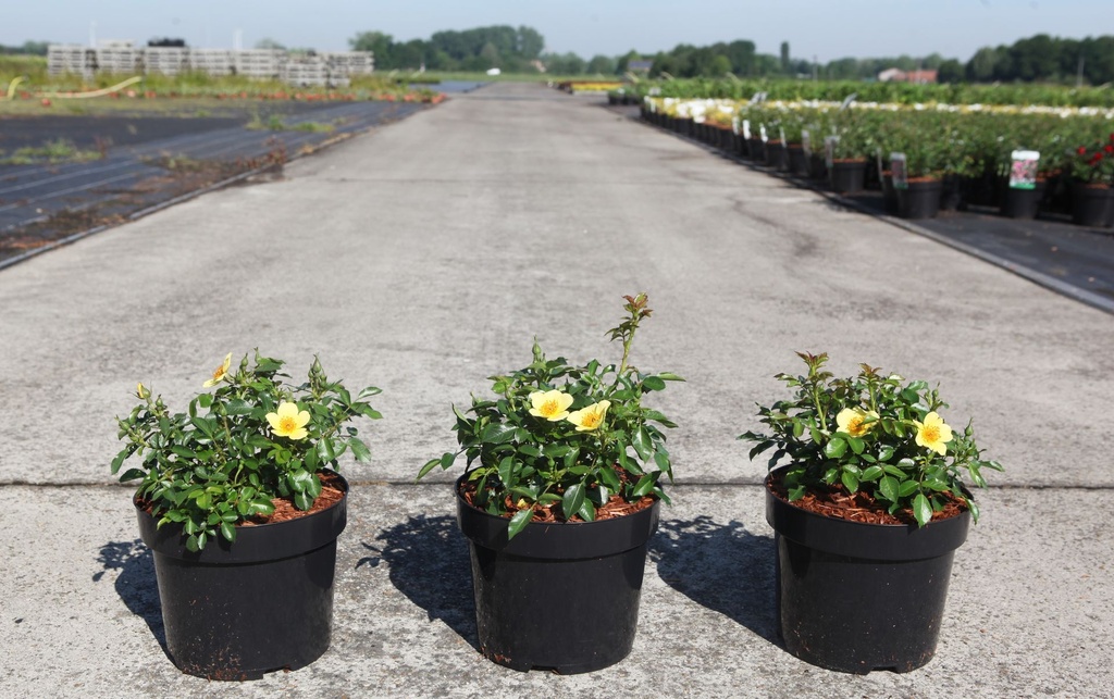 Rosa 'Bee Gold' cont. 3,6L +ф