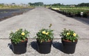 Rosa 'Bee Gold' cont. 3,6L +ф
