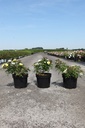 Rosa 'Bee Gold' cont. 3,6L +p