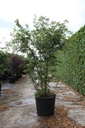 Acer palmatum cont. 90L 250/+ cm multi-stem