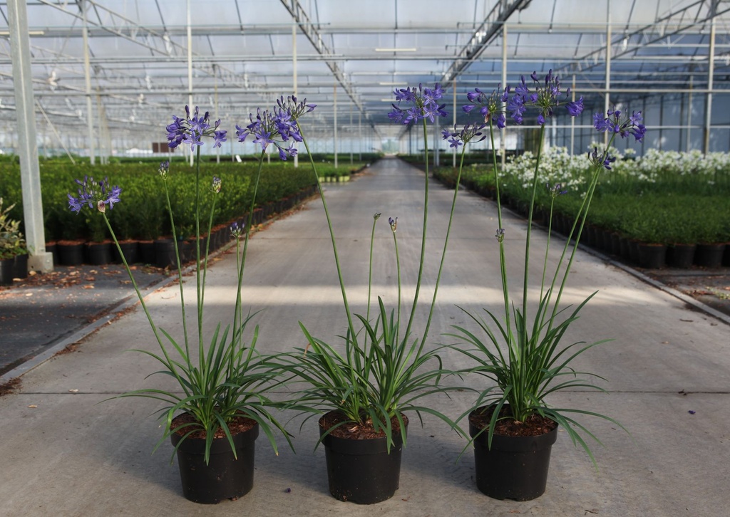 [P] Agapanthus 'Winter Storm' (PBR) cont. 3,6L (blue) +p