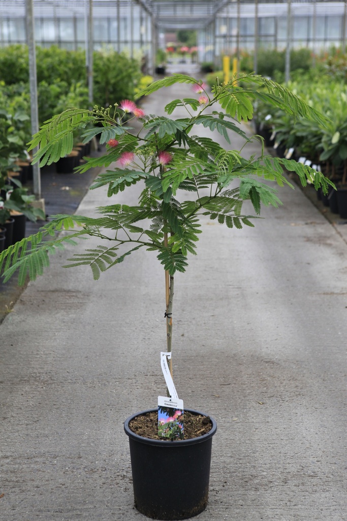 [P] Albizia julibrissin OMBRELLA cont. 18L 100-125 cm +p
