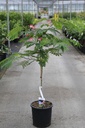 Albizia julibrissin OMBRELLA cont. 18L 100-125 cm +f